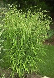 Image result for Chasmopodium