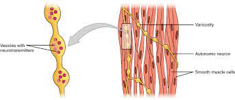 It is the pen diagram of skeletal, smooth and cardiac muscle for class 10, 11 and 12. Smooth Muscle Anatomy And Physiology I