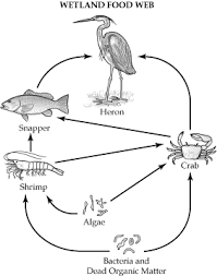 This Portrays A Common Wetland Food Web You Can See The Smallest Organism Is Bacteria Which Is The Producer Of The Food Web And Wetland Wetland Biome Biomes