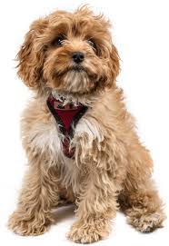 Check spelling or type a new query. Cavapoo Dog Breed Guide