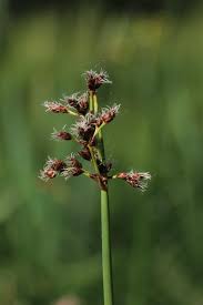 Image result for Schoenoplectus scirpoides