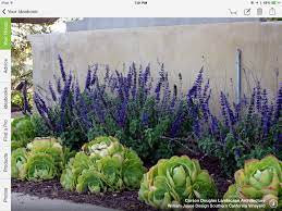 Check spelling or type a new query. Succulents And Purple Tall Flowers Succulent Landscape Design Water Wise Landscaping Inexpensive Landscaping