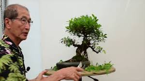 This page is not official and has no connection with the institutions. How To Care For Ficus Bonsai Youtube