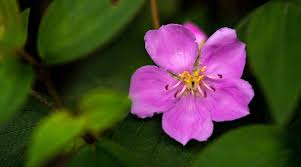 Image result for Melastomastrum