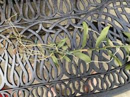 Image result for Angraecum infundibulare