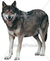 Stock Photo Predator Animals Carnivore Wolf Clipart Image 44081006 Predator Animals Carnivore Stock Photography