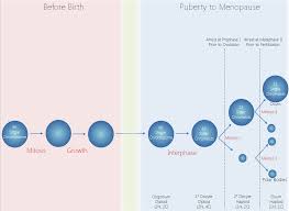 Diploid cells are also formed after the fertilization of two haploid cells, thus resulting from fertilized eggs. File Mitosis Meiosis Ovulation Fertilization Cell Cycle Arrest Chromosome Haploid Diploid Oogonium Ovum Oocyte Figure Png Wikidoc