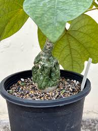 Image result for Adenia karibaensis