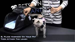 I also fly on united every week and i occasionally see people with small dogs or cats in carriers in the main cabin. Pets On Airplanes How To Prepare Your Pet For In Cabin Airplane Travel Youtube