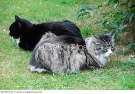 Black And White Tabby Cat Silver And Black Cats Silver Tabby Cat And A Black And White Cat Lying On The Grass Tabby Cat Silver Tabby Cat White Tabby Cat