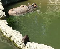 Check spelling or type a new query. Asian Small Clawed Otter Wikiwand