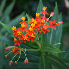 Image result for Asclepias curassavica