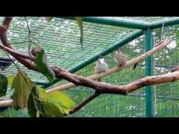 Aviary mini ( bekas kandang umbaran ). Idea Dekorasi Kandang Burung Buat Pemula Part 14 Youtube Bird Aviary Aviary Bird