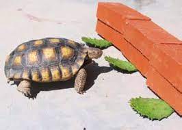 I also recieved increadible steakers i put on my terrarium and deliberate instruction telling what i need. Diy Cactus Tortoise Treat Petdiys Com Tortoise Food Tortoises Food Animals