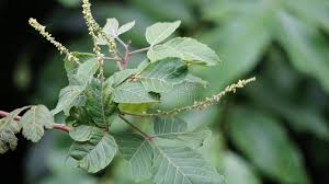 Image result for Allophylus africanus