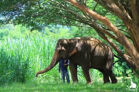 THAI ELEPHANT HISTORY | Elephant ...