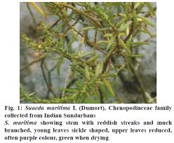 Image result for Suaeda sp. B