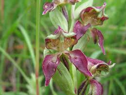 Image result for Disperis