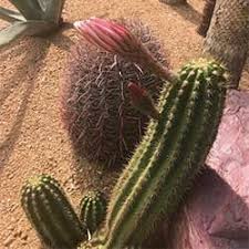 As the best place to buy succulents online, succulent market is a family run business with a worldwide reputation for excellence and quality. Landscaping Services Dallas Tx Texas Palm Trees And Irrigation Llc