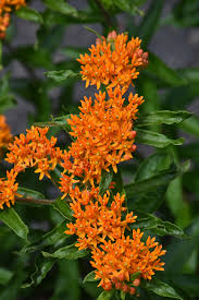Image result for Asclepias longirostra
