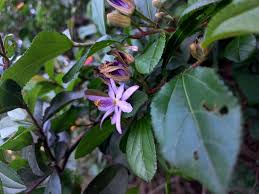 Image result for Grewia similis