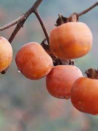 Image result for Diospyros mafiensis