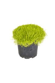 Image result for Sagina