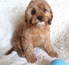 Cavapoos (aka cavoodles or cavadoodles) and mini cavapoos are a mix of a mini poodle (or toy poodle) and a purebred cavalier king charles spaniel. Cavapoo Puppy For Sale Adoption Rescue For Sale In Wausau Wisconsin Classified Americanlisted Com