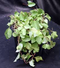 Image result for Cissus humbertii