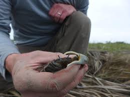 Welcome To Plum Island Ecosystems Lter Plum Island Ecosystems