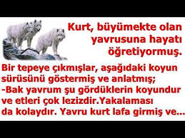 Devamini Oku Yasli Kurt Buyumekte Olan Yavrusuna Hayati Ogretiyormus Youtube Okuma Youtube Hayat