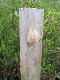 Then, she drew an egg hatching. Master Gardener Q A Praying Mantis Egg Sack
