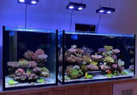 Pin On Reef Aquarium