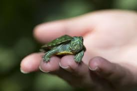 Pet Turtles That Stay Small And Look Cute Forever Turtles That Stay Small Pet Turtle Turtle