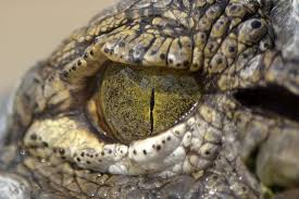 Urdu to english meaning of وہم کا مطلب انگریزی میں mouj translation from urdu into english means whims. Bujang Senang The Tale Of A Viscious Man Eating Crocodile In Batang Lupar Sarawak Steemit