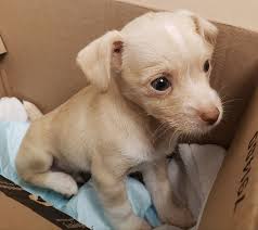 Puppy sick with parvovirus saved from street in Boston