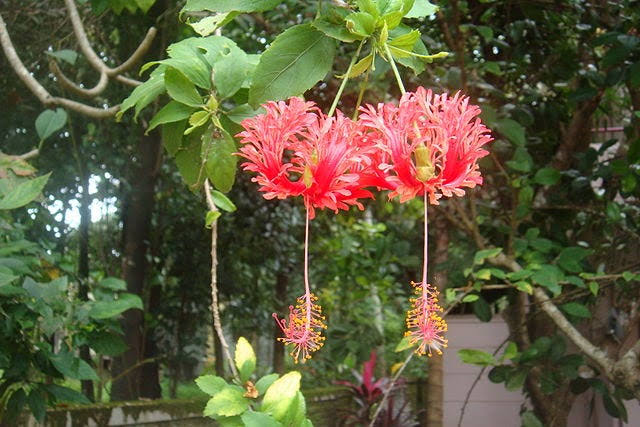 Fringed hibiscus displays parachute-like blossoms