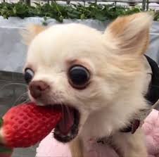 I saw this on reddit and i think twitter should. Dog Memes For Pfp Novocom Top