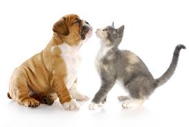 Introduce the puppy to new sights, sounds, and smells: 7 Tips To Successfully Introduce Your Kitten To Your Dog
