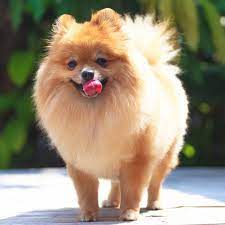 Aus reflex beginnt er zu rudern. Wo Kauft Man Einen Pomeranien Hund Welpen Hunderasse