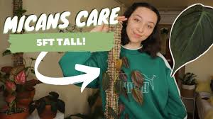 You can buy philodendron micans at amazon for only $23.99 Philodendron Micans Care Propagation Moss Pole Soil Mix And More Tips Youtube