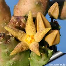 Image result for Piaranthus atrosanguineus