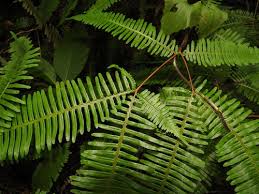 Image result for Dicranopteris elegantula