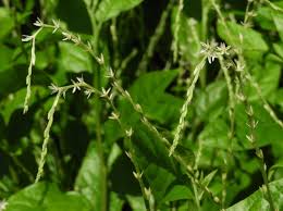 Image result for Petiveria