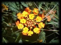 Image result for Lantana angolensis