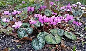 Cyclamen Coum Http Www Sandfrauchen De 03 Lieblinge 2 3 Htm Pflanzen Stauden Gras