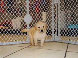 No more pups for a year. Wonderful Golden Retriever Puppies For Sale In Atlanta Georgia At Puppies For Sale Local Breeders