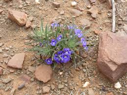 Image result for Aptosimum