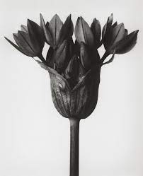 The Early 20th Century Photographer Who Magnified The Alien Beauty Of Plants Natural Form Art Karl Blossfeldt Art