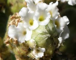 Image result for Lippia abyssinica